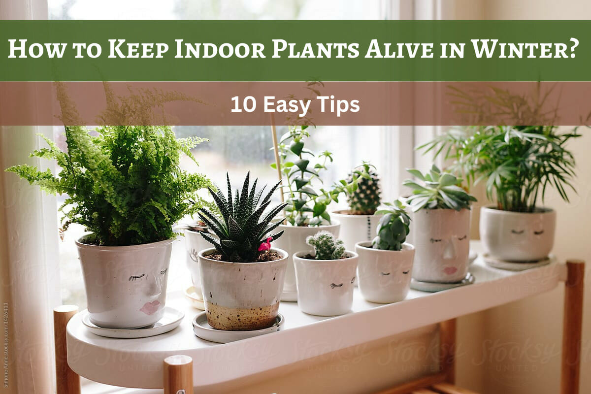 How to Keep Indoor Plants Alive in Winter?
