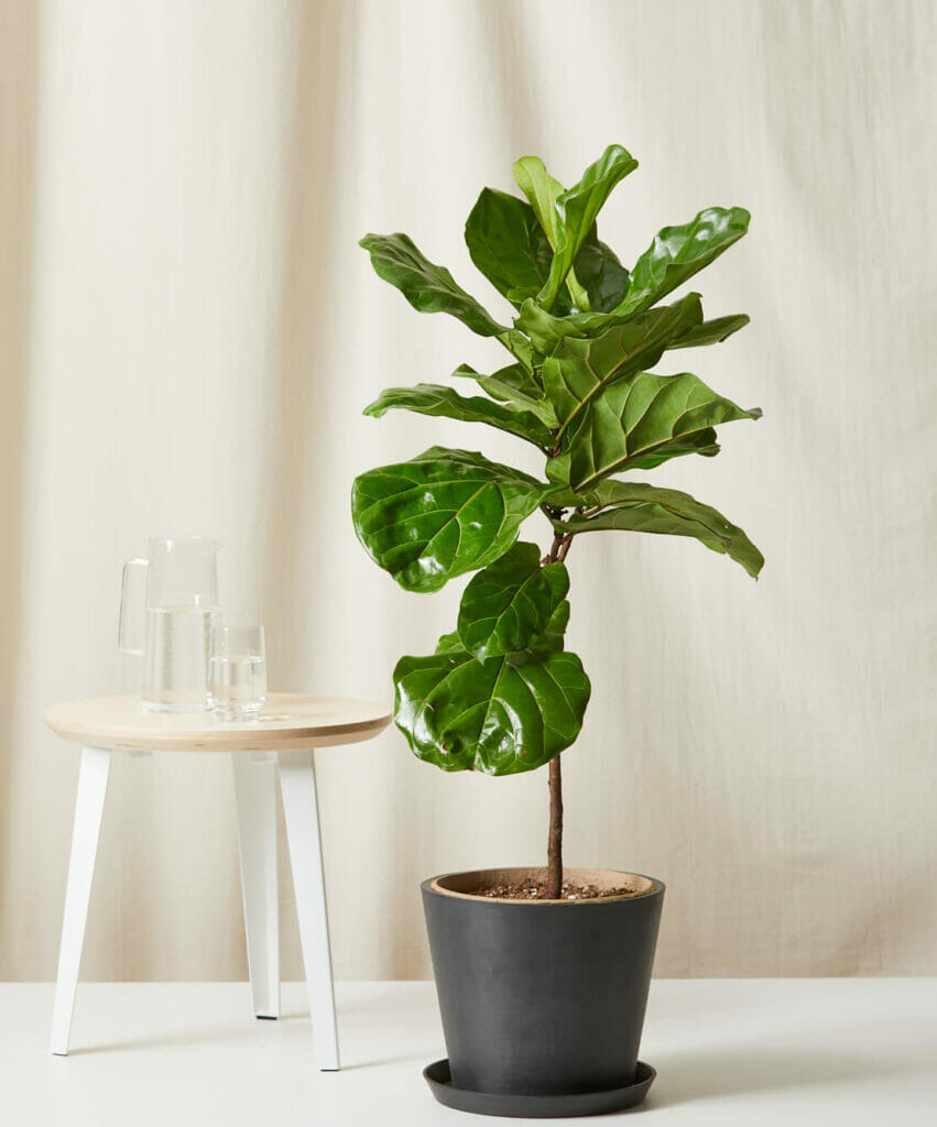 fiddle leaf fig, Best Indoor Plants For Winter, plants in winter,