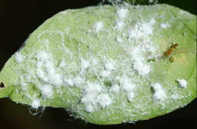 cotton like material on plant