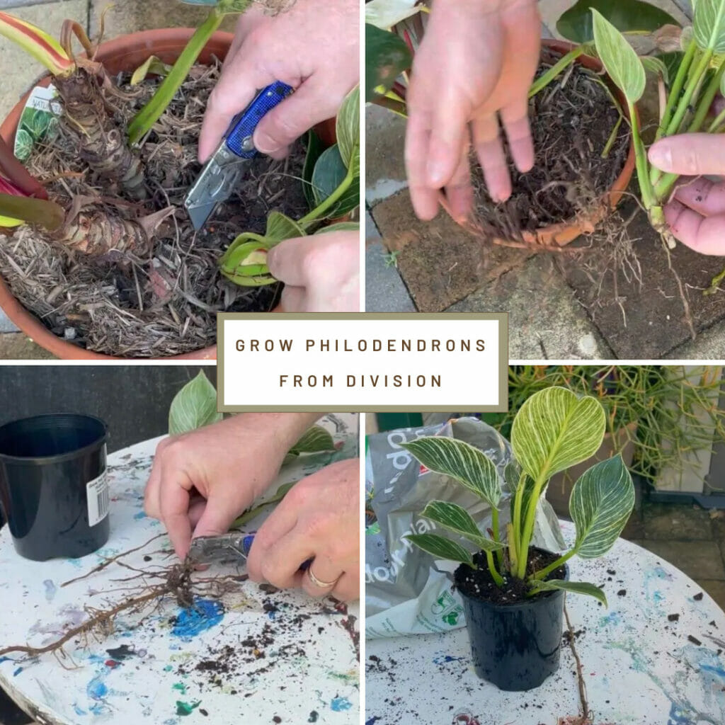 grow philodendron indoors by division, philodendron, indoor plants, propagation in soil, propagation by division