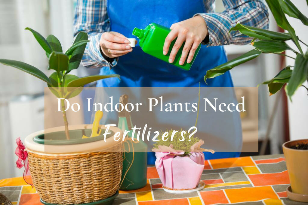 Do indoor plants need fertilizers?