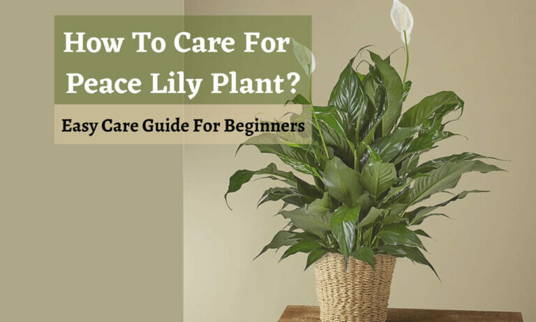 How To Care For Peace Lily Plant: Easy Care Guide For Beginners