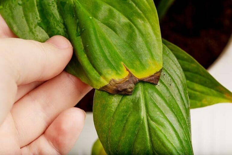 How To Care For Peace Lily Plant Easy Care Guide For Beginners