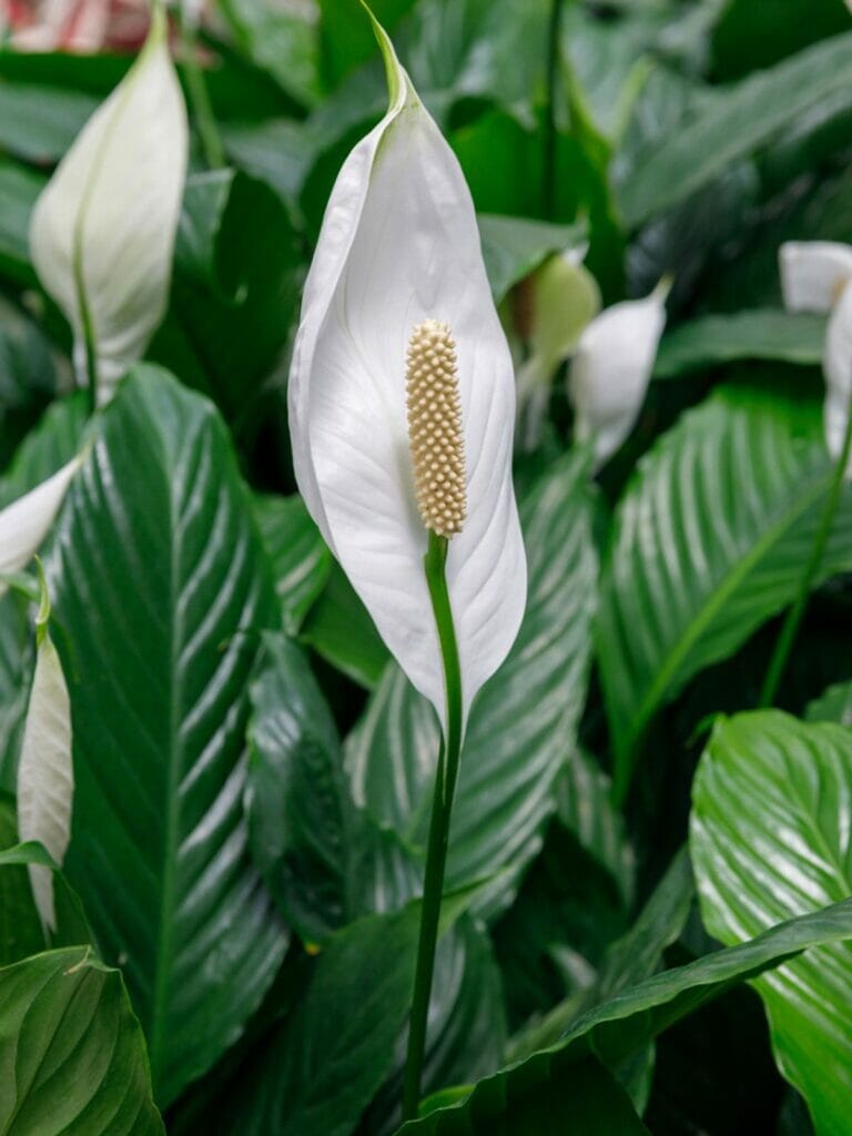 flowers of peace lily, peace lily, indoor plant, white flower