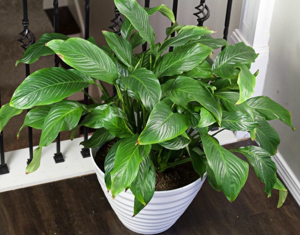 wilting leaves, droopy leaves, indoor plant, peace lily