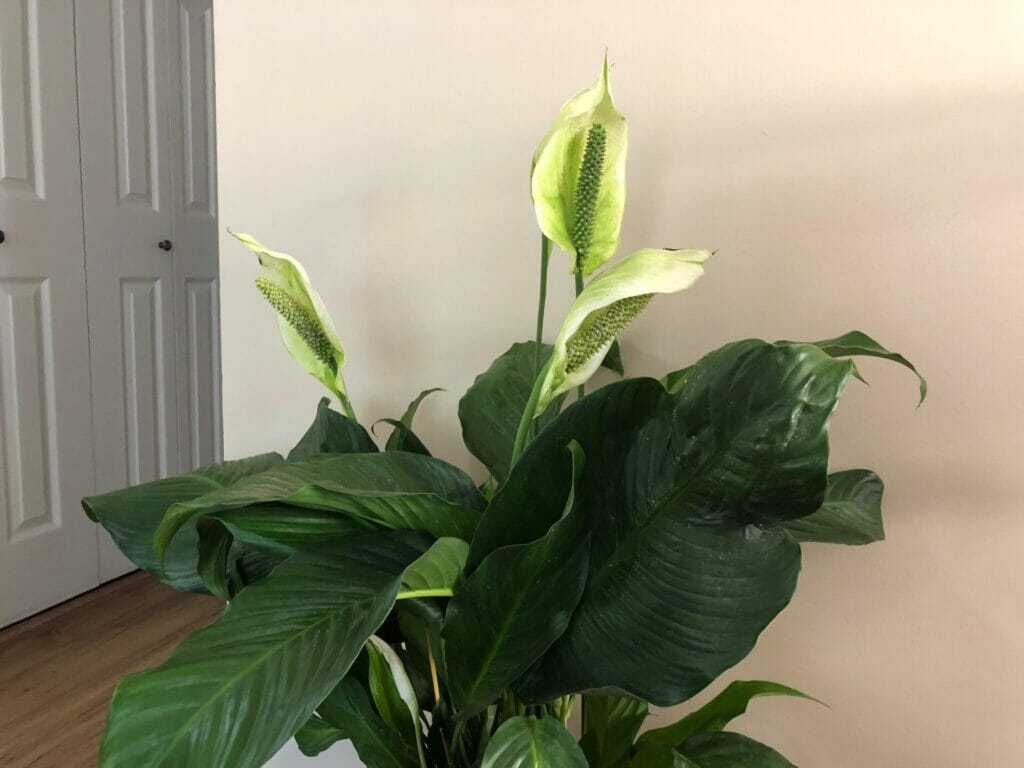 flowers of peace lily turning green