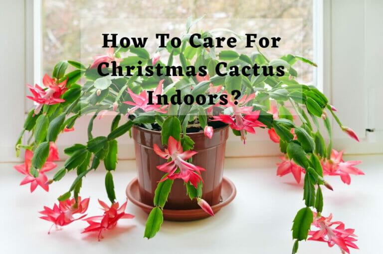 How To Care For Christmas Cactus Indoors?