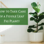 How to Take Care of a Fiddle Leaf Fig Plant?
