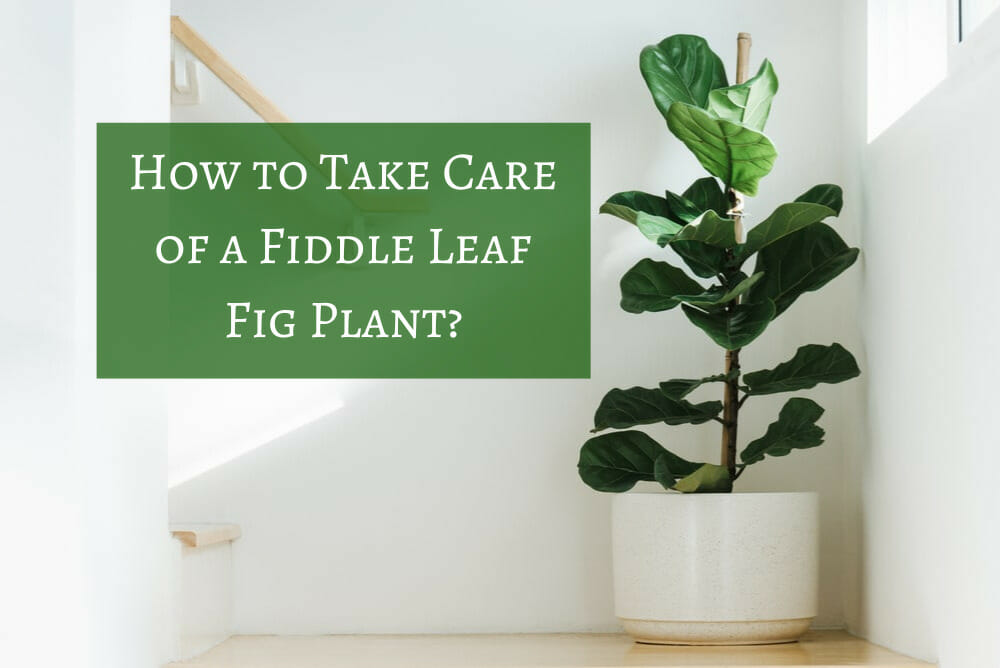 How to Take Care of a Fiddle Leaf Fig Plant?
