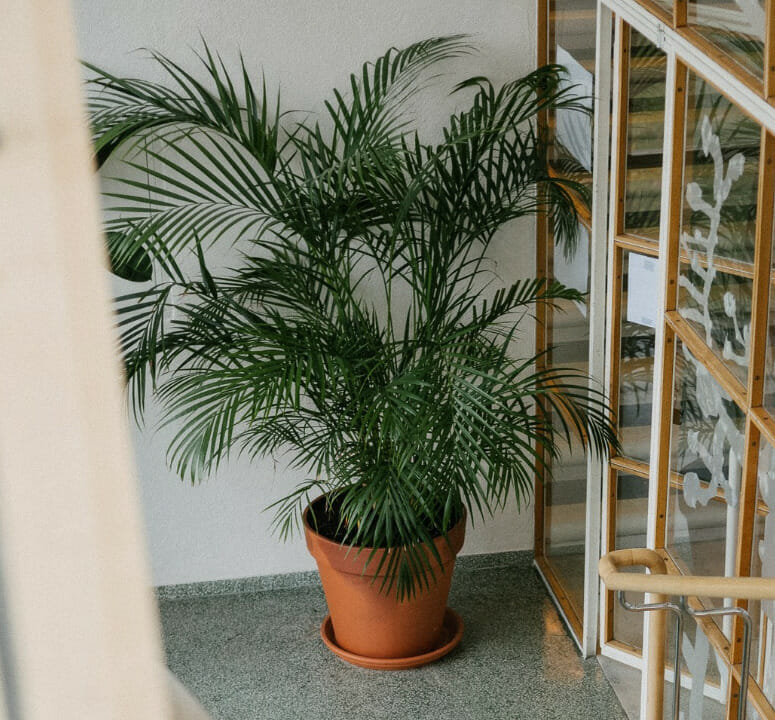 How To Take Care of Palm Trees Indoors, palm plant