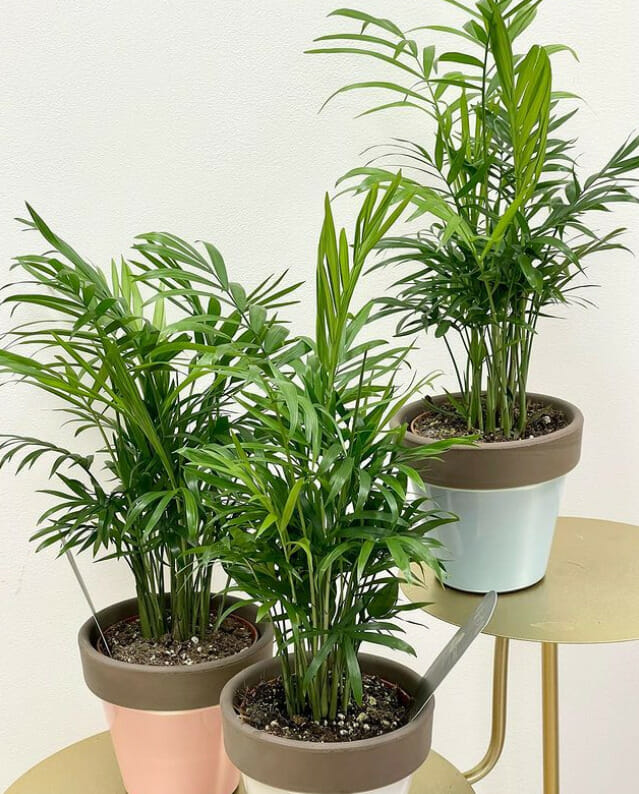 How To Take Care of Palm Trees Indoors, indoor palm