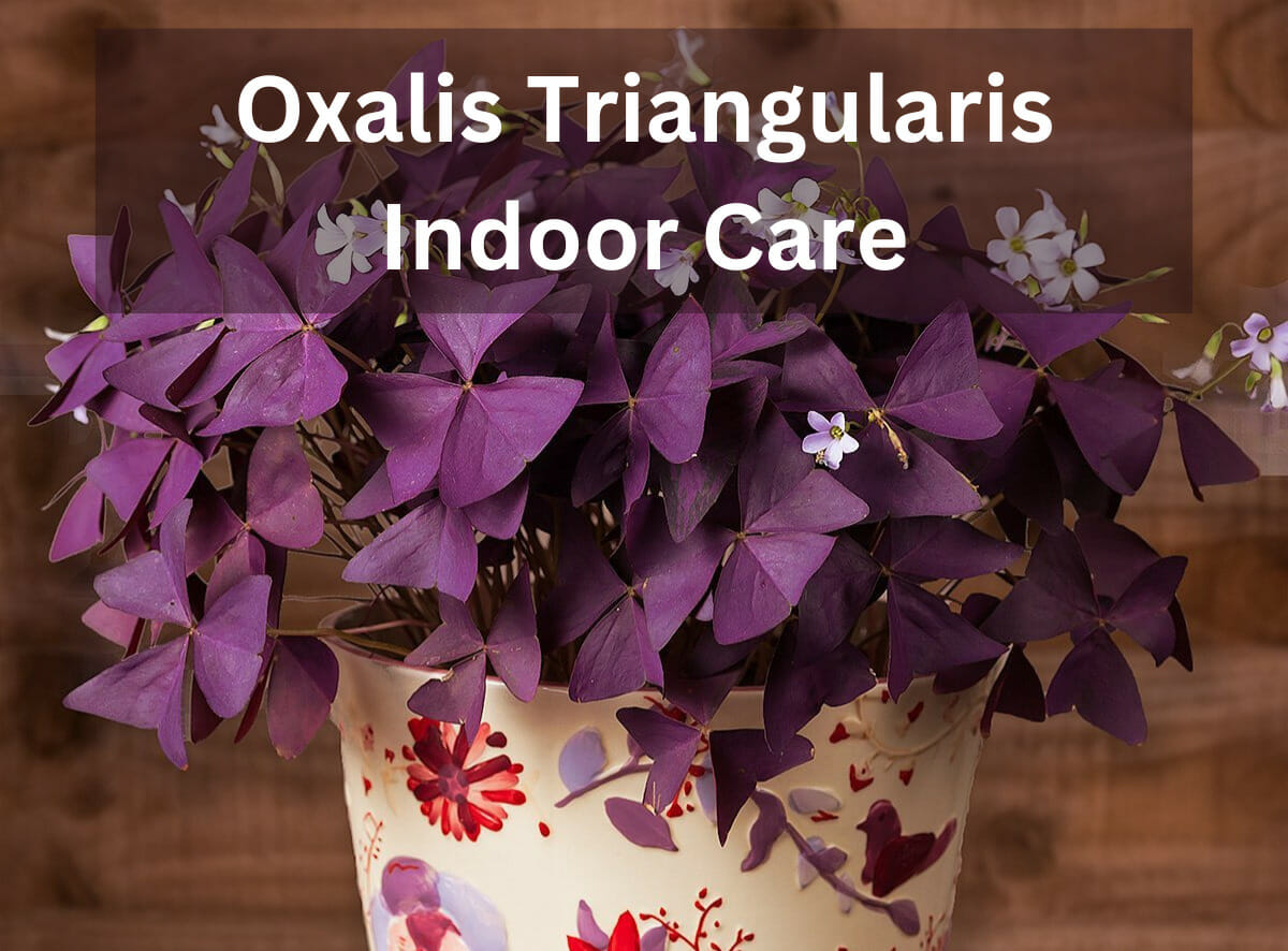 oxalis triangularis indoor care, oxalis triangularis, indoor plant, houseplants, false shamrock, purple shamrock