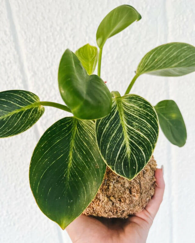 philodendron birkin plant care, philodendron birkin , indoor plant, rare philodendron