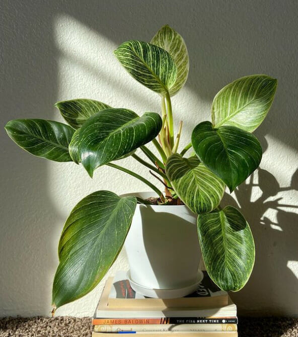philodendron birkin plant care, philodendron birkin , indoor plant, rare philodendron