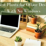 best plants for office desk with no windows