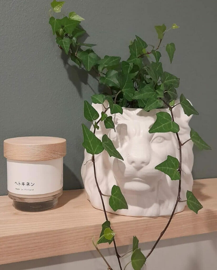 english ivy, best plants for office desk with no windows, low-maintenance plant, low-light plant