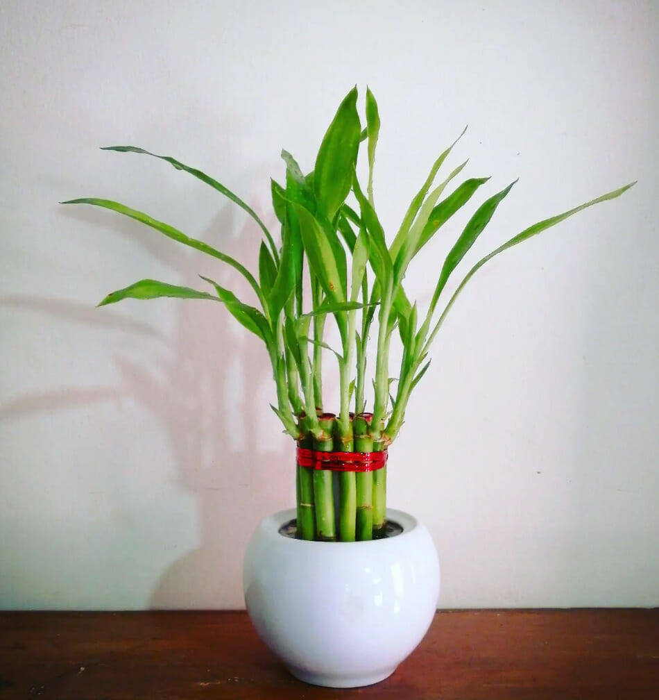 lucky bamboo, best plants for office desk with no windows, low-maintenance plant, low-light plant