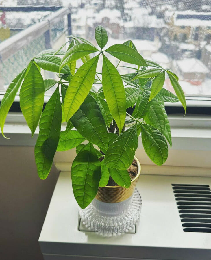 money tree, best plants for office desk with no windows, low-maintenance plant, low-light plant