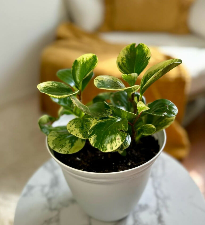 peperomia, best plants for office desk with no windows, low-maintenance plant, low-light plant
