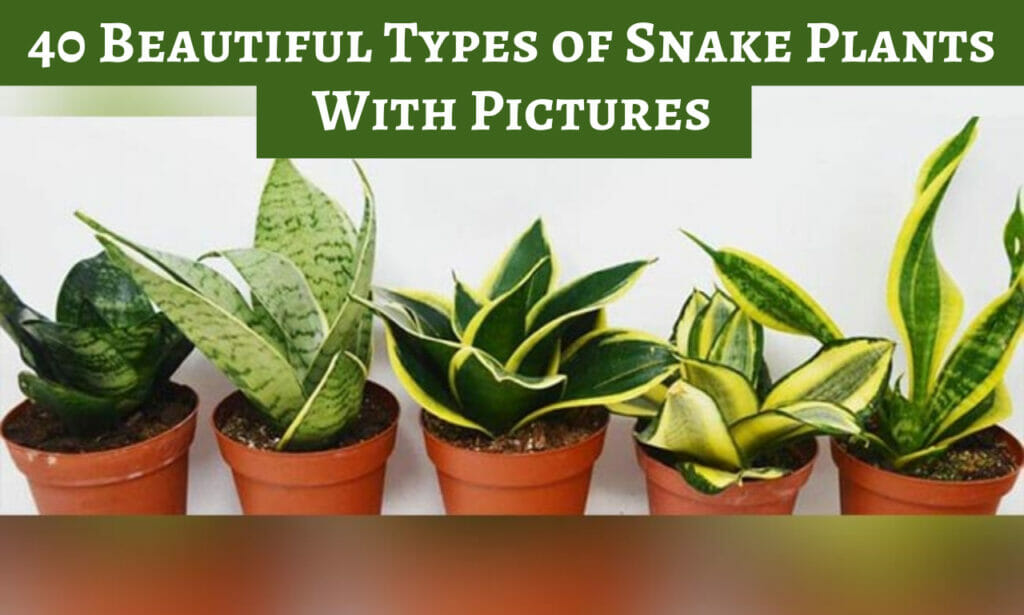 Types of Snake Plants With Pictures, snake plant, indoor plant