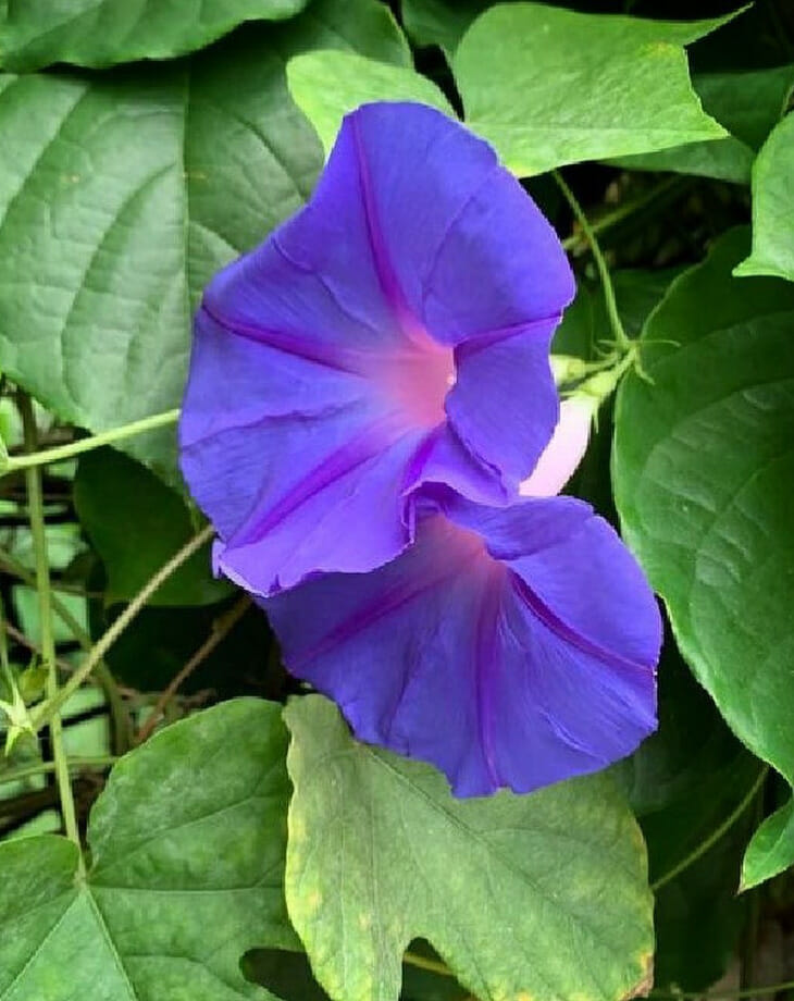 Flowers That Look Like Bells, Bell-Shaped Flowers, Morning Glory