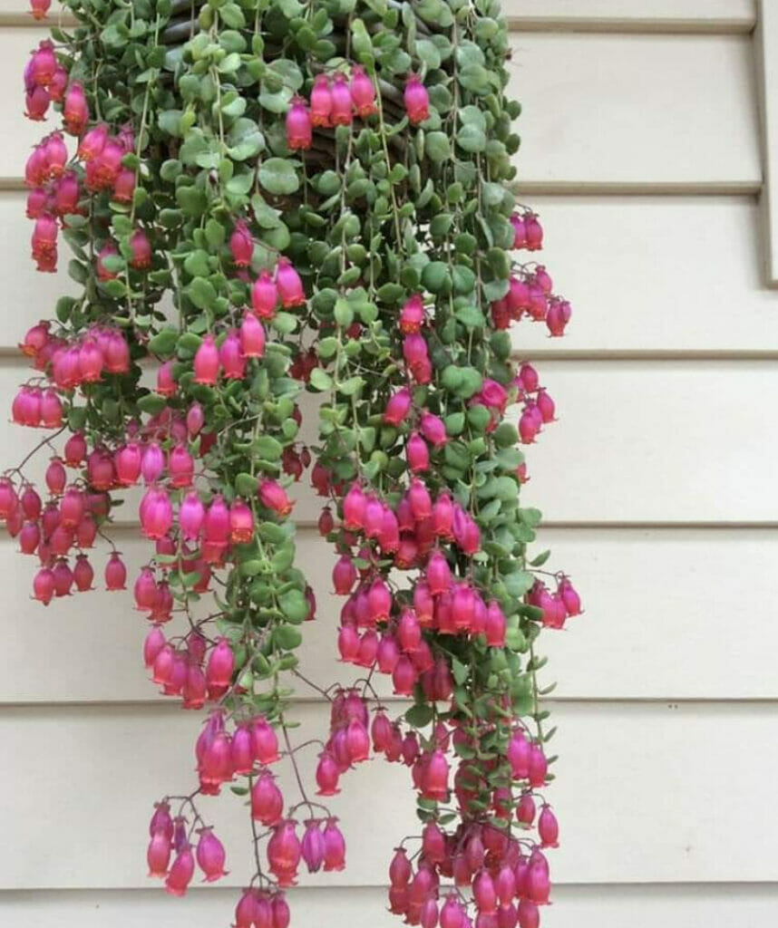 Flowers That Look Like Bells, Bell-Shaped Flowers, Coral Bells, Heuchera sanguinea