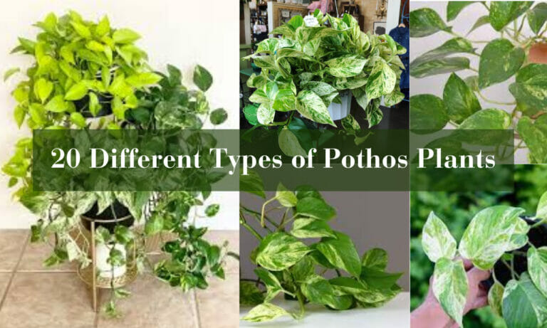 Different Types of Pothos Plants