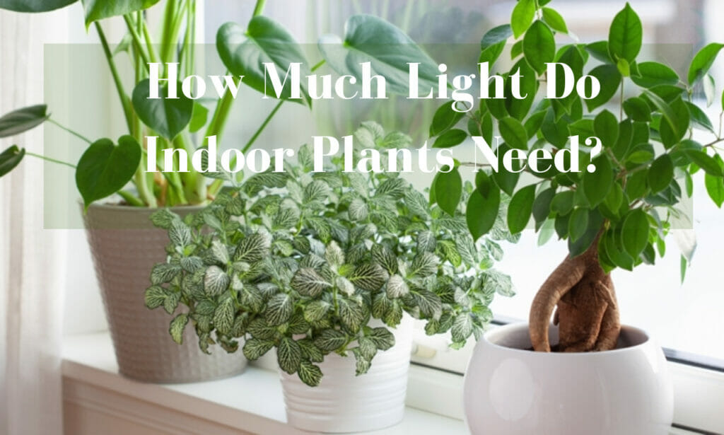 How much light do indoor plants need?, indoor plants, light requirement, sunlight