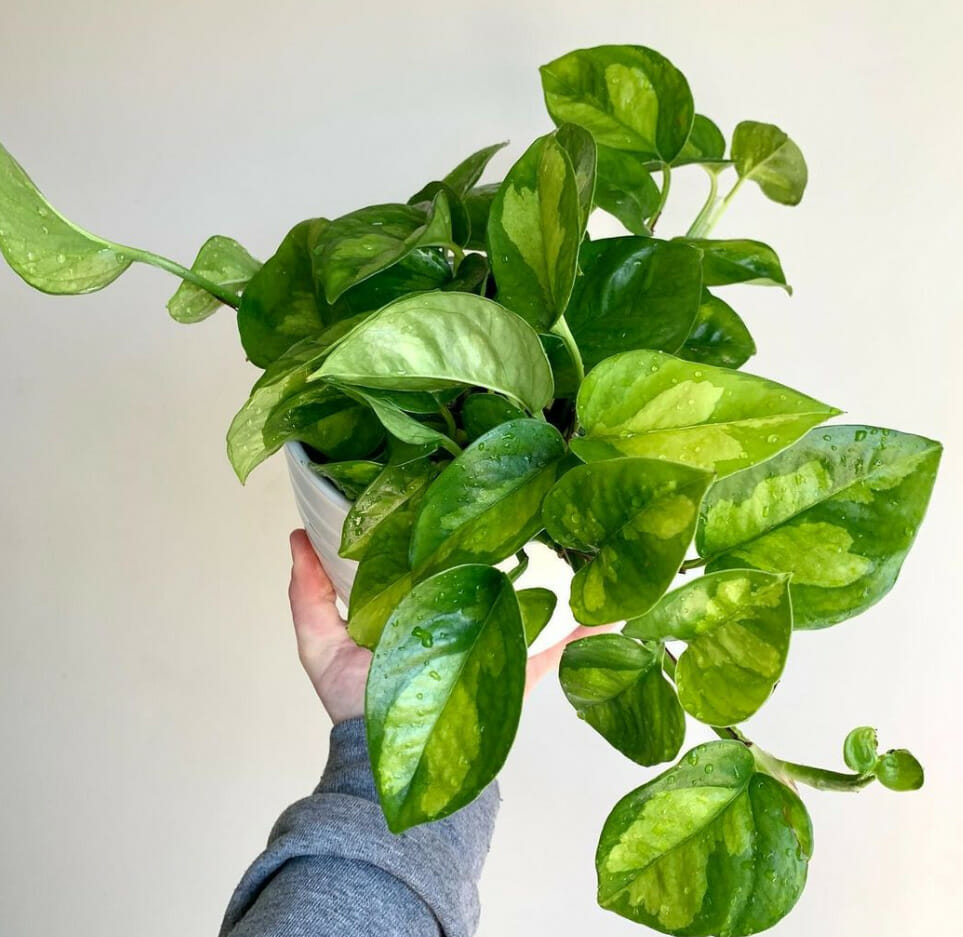 Global Green Pothos, different types of Pothos Plants