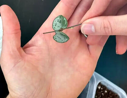  String of Hearts, succulents,  propagation of string of hearts with butterfly cuttings, butterfly cuttings