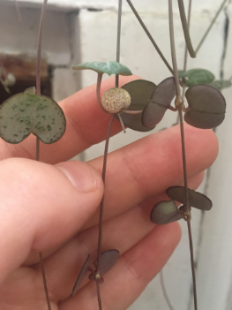 Tubers on string of hearts, 