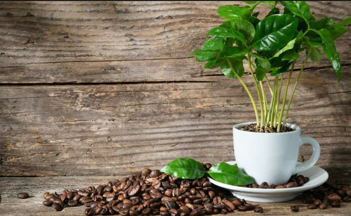 tips for using coffee grounds for plants, coffee grounds for plants, how to use coffee grounds for plants, coffee grounds