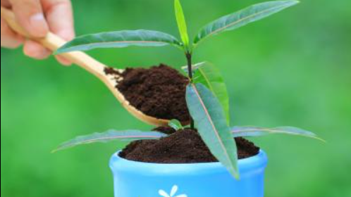 which plants like coffee grounds the most, coffee grounds for plants, advantages of using coffee ground for plants